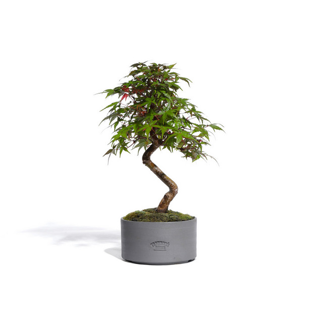 もみじ　-Japanese maple-　（推定樹齢10年）-M0019-